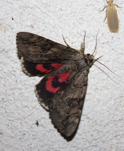 Réf. 212 286 : Catocala electa